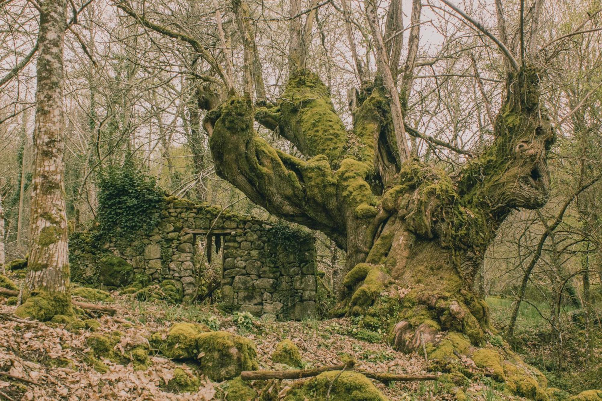 Pensjonat Casinas Do Sil Cristosende Zewnętrze zdjęcie